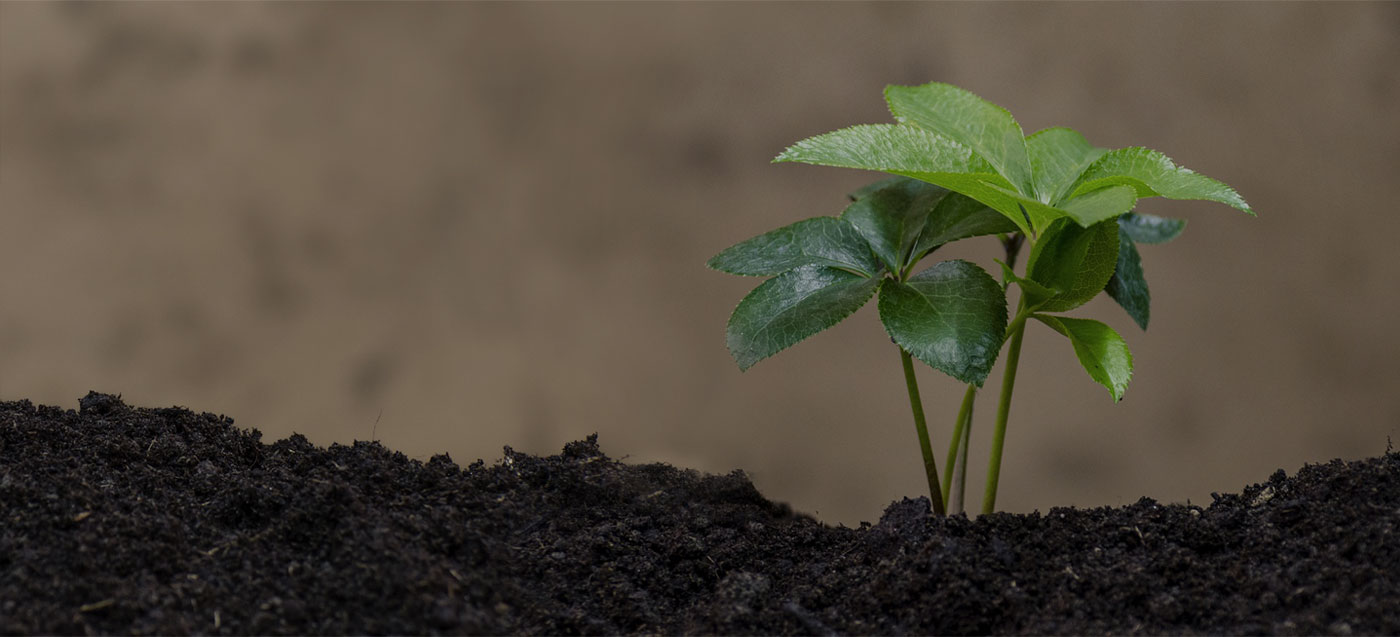 Sustainable Solutions